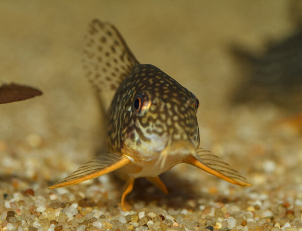 IMG_1967 bewerkt 024.jpg