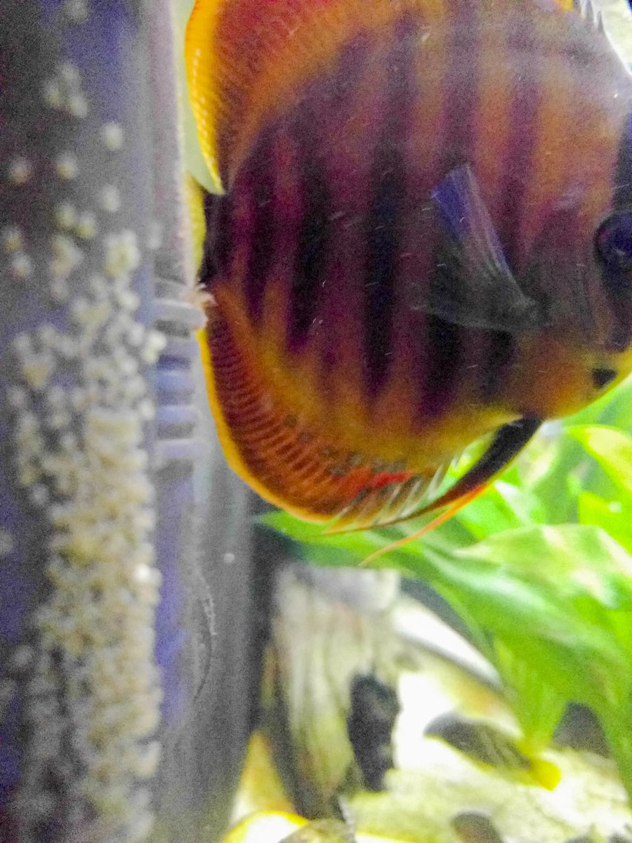 IMG_20180306_203512 bewerkt 240.jpg