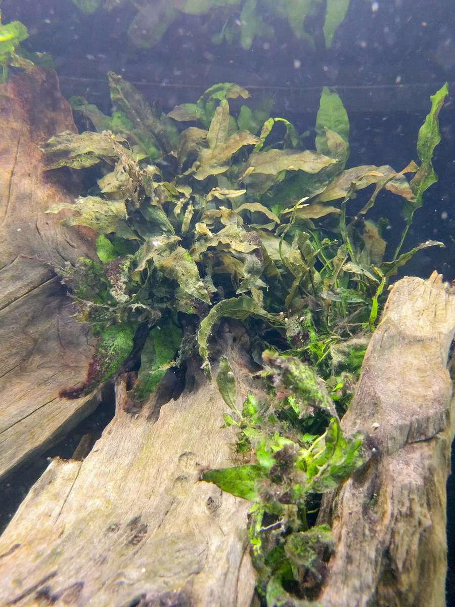 IMG_20180811_175318 bewerkt 609.jpg