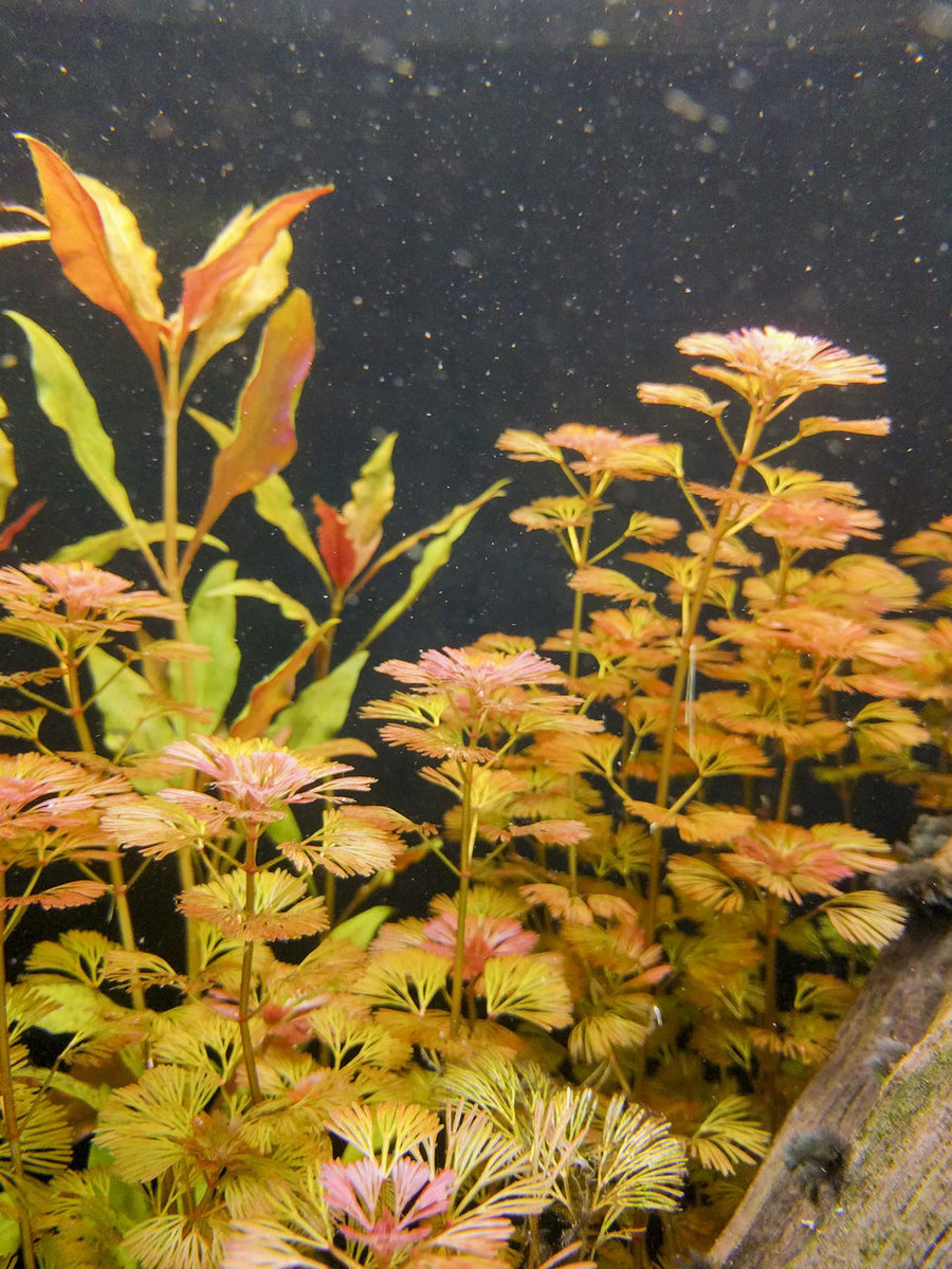 IMG_20180811_175339 bewerkt 610.jpg