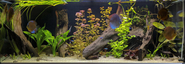 IMG_20180914_190411 bewerkt 680.jpg