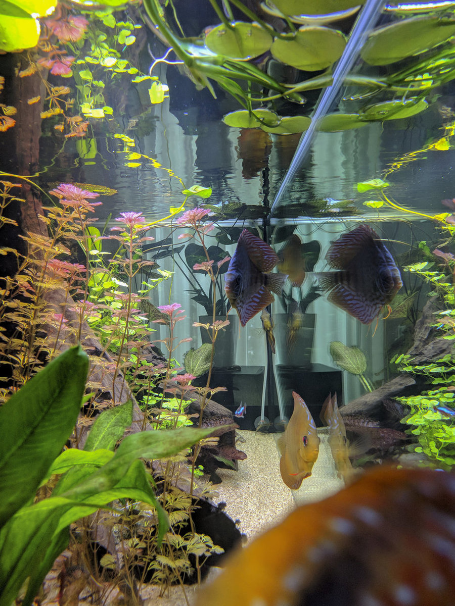 IMG_20180914_190430 bewerkt 681.jpg