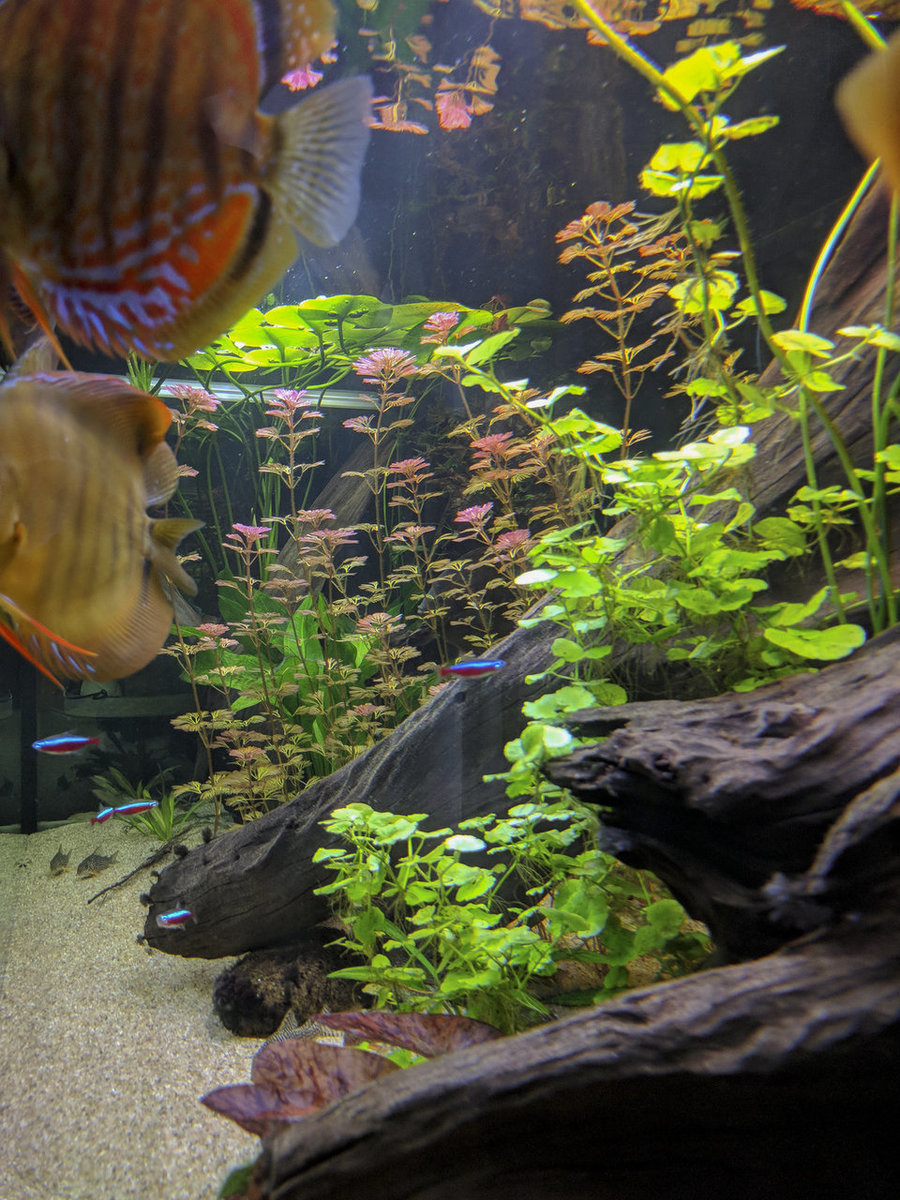 IMG_20180914_190447 bewerkt 682.jpg