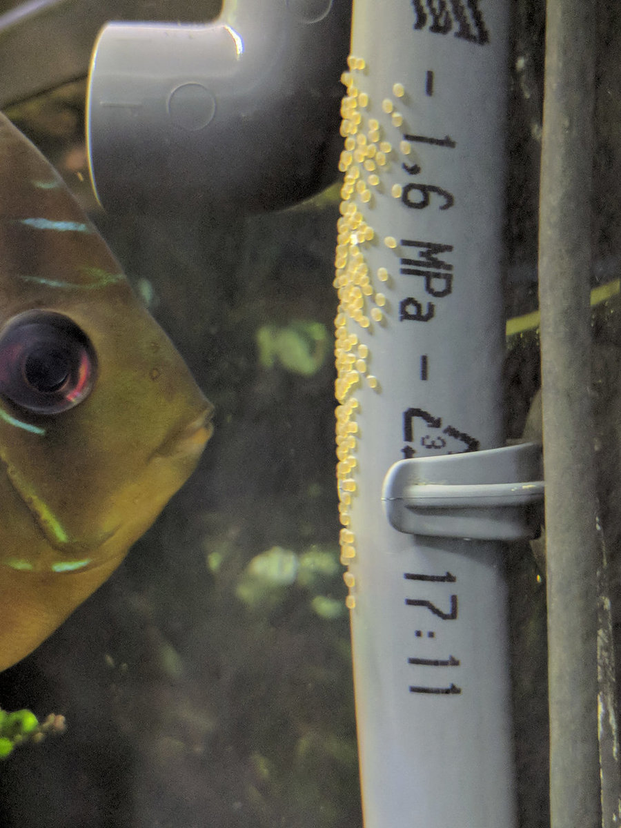 IMG_20180914_190517 bewerkt 683.jpg