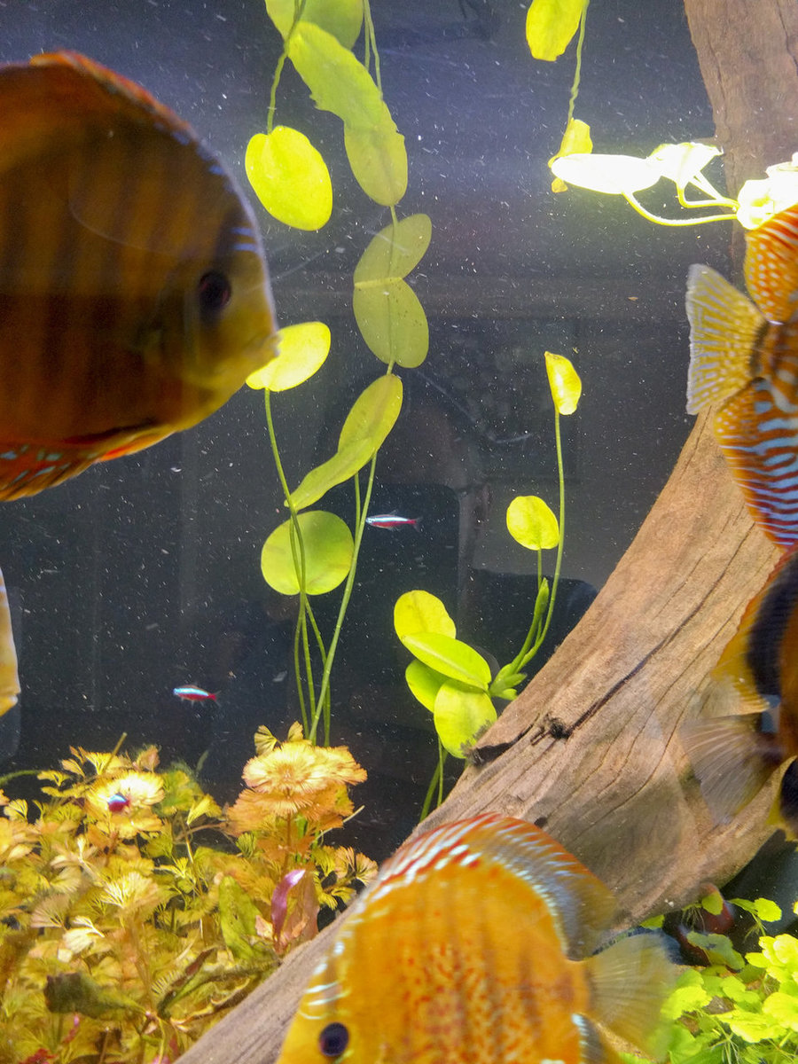 IMG_20180921_132610 bewerkt 723.jpg