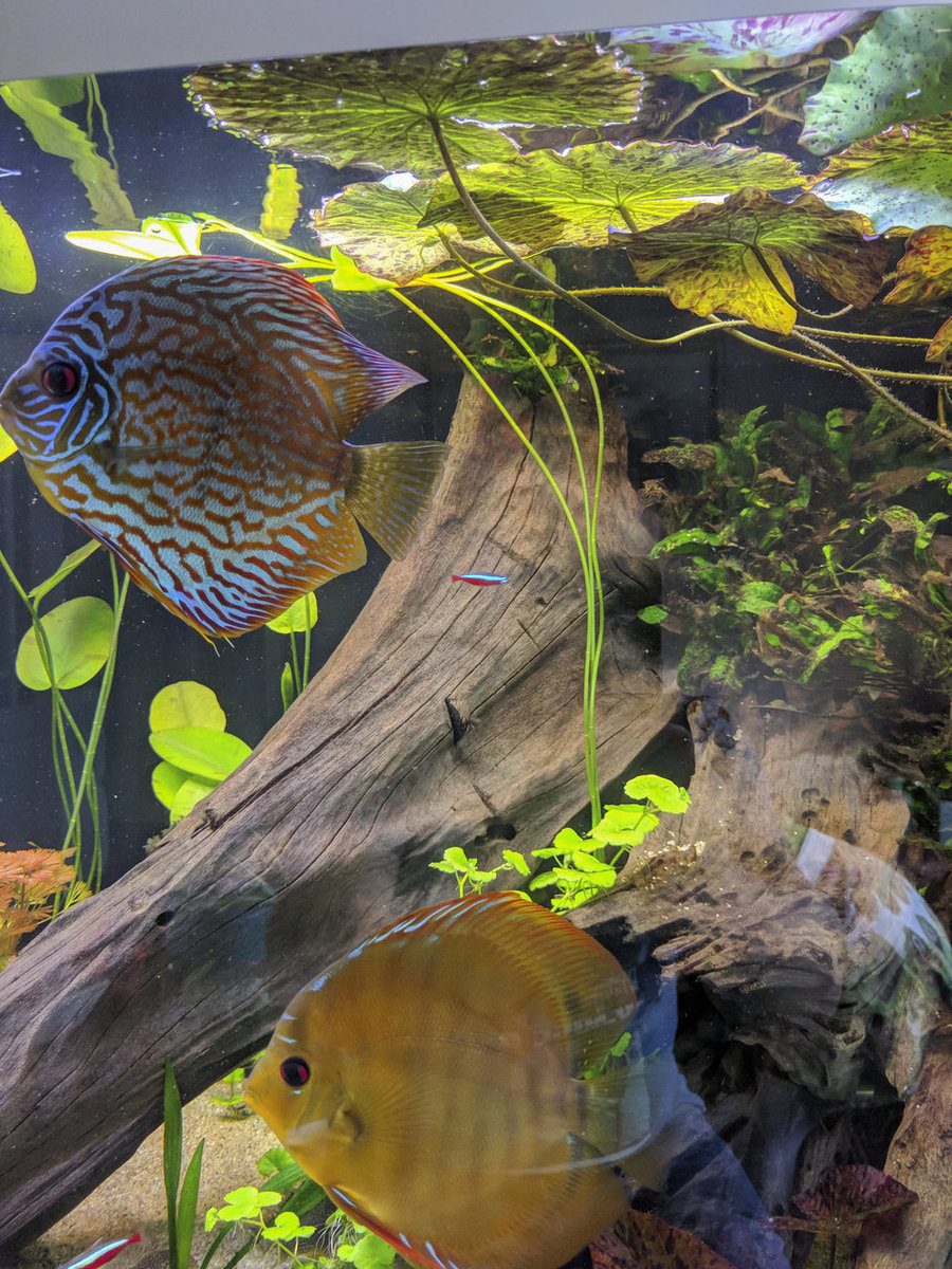 IMG_20180921_132619 bewerkt 724.jpg