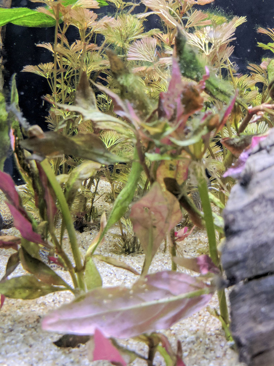 IMG_20180921_132634 bewerkt 725.jpg