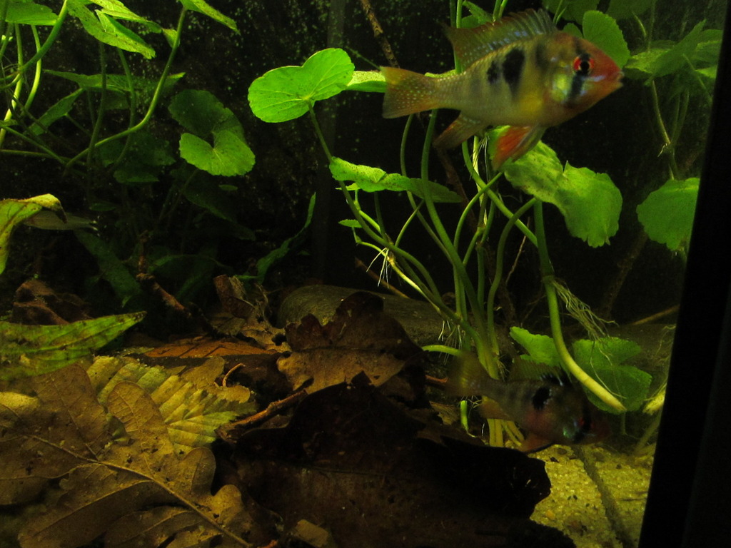 IMG_4968_zpsa3rixv8p.jpg