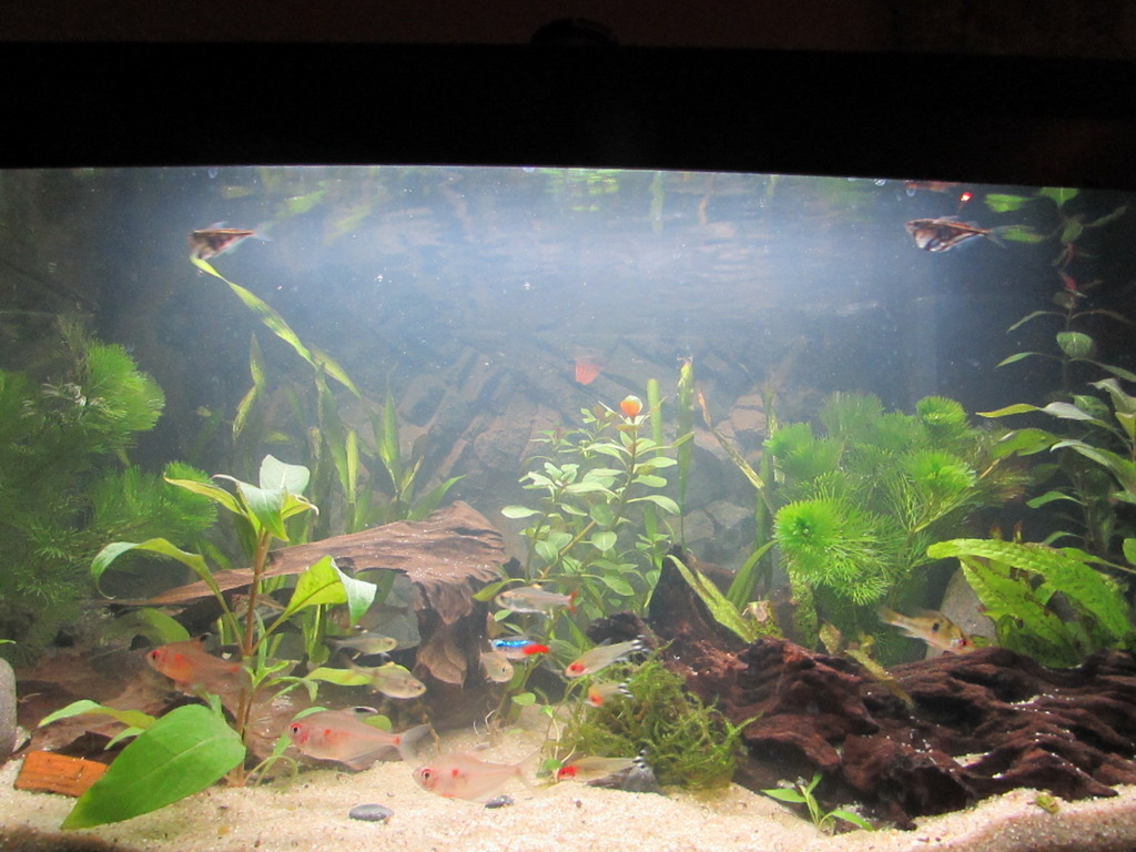 IMG_5956_zpspafjs0fc.jpg