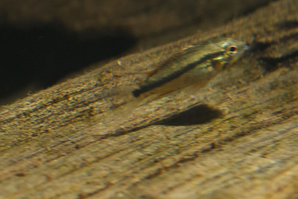 IMG_9595 bewerkt 017.jpg