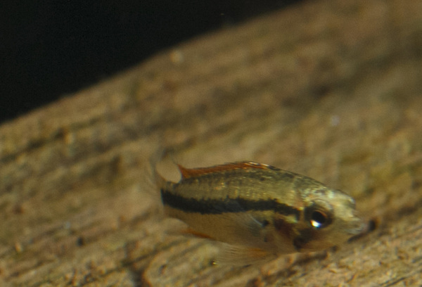 IMG_9596 bewerkt 018.jpg