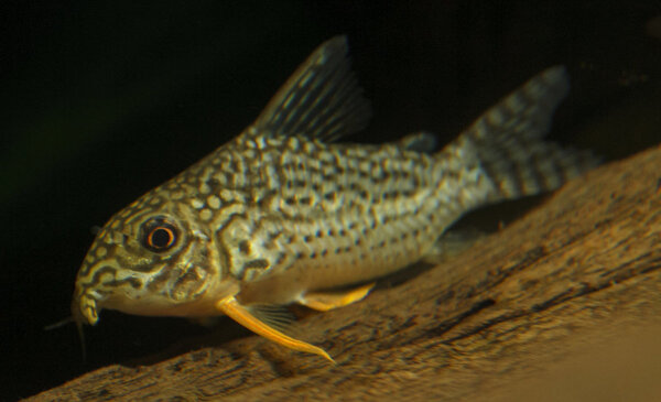 IMG_9676 bewerkt 043.jpg