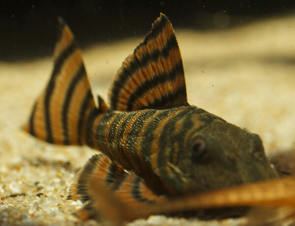 IMG_9701 bewerkt 038.jpg