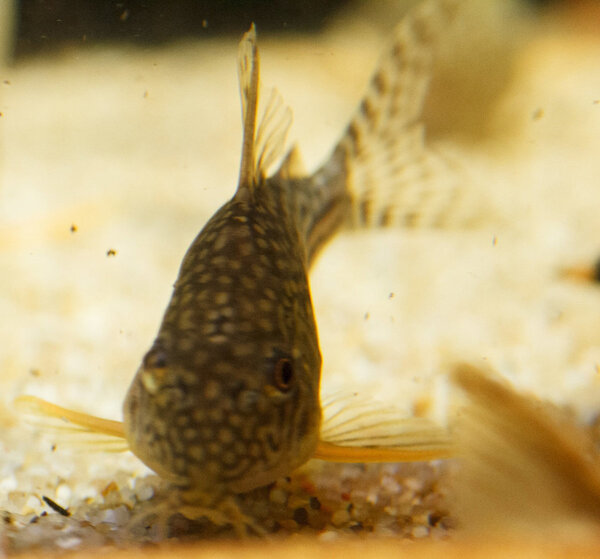 IMG_9703 bewerkt 045.jpg