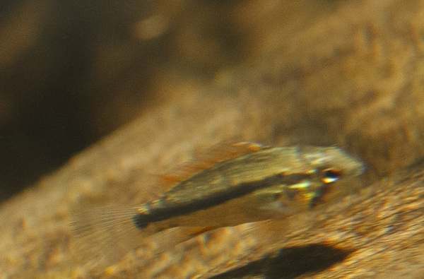 IMG_9734 bewerkt 022.jpg