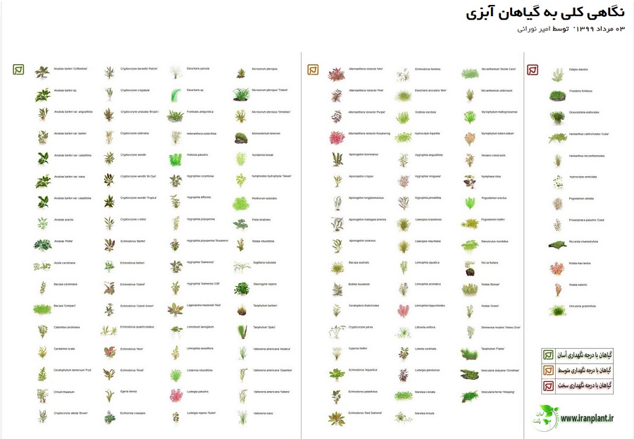iranplant.JPG