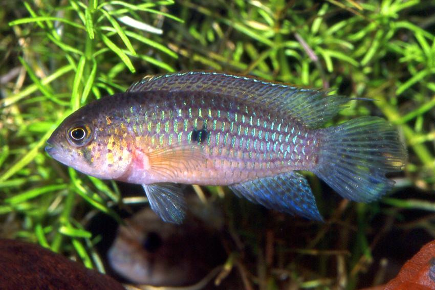 Linksgedraaise haveryoghurt.jpg