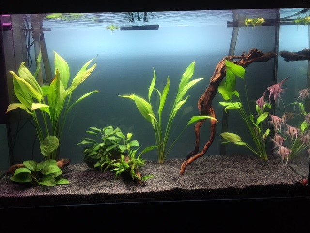 maikel-aquarium2.jpg
