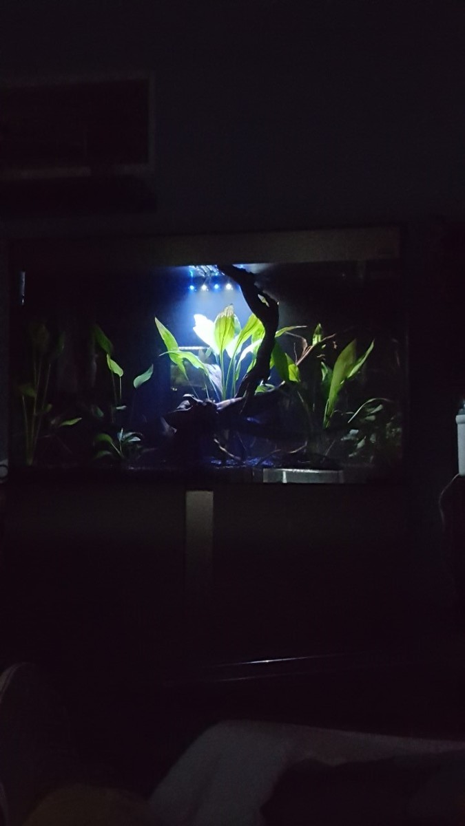 maikel-aquarium5.jpg