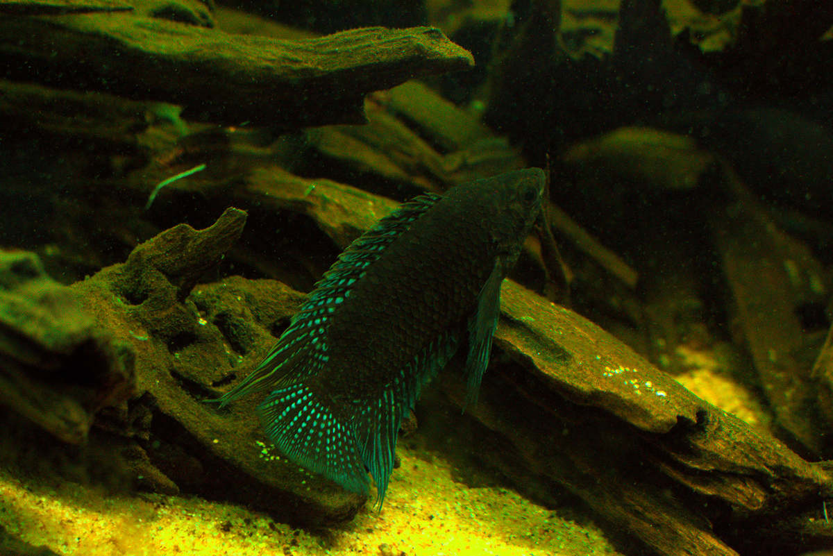 Microctenopoma fascciolatum (2).jpg