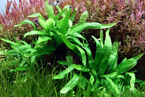 Mini_Java_Fern.jpg