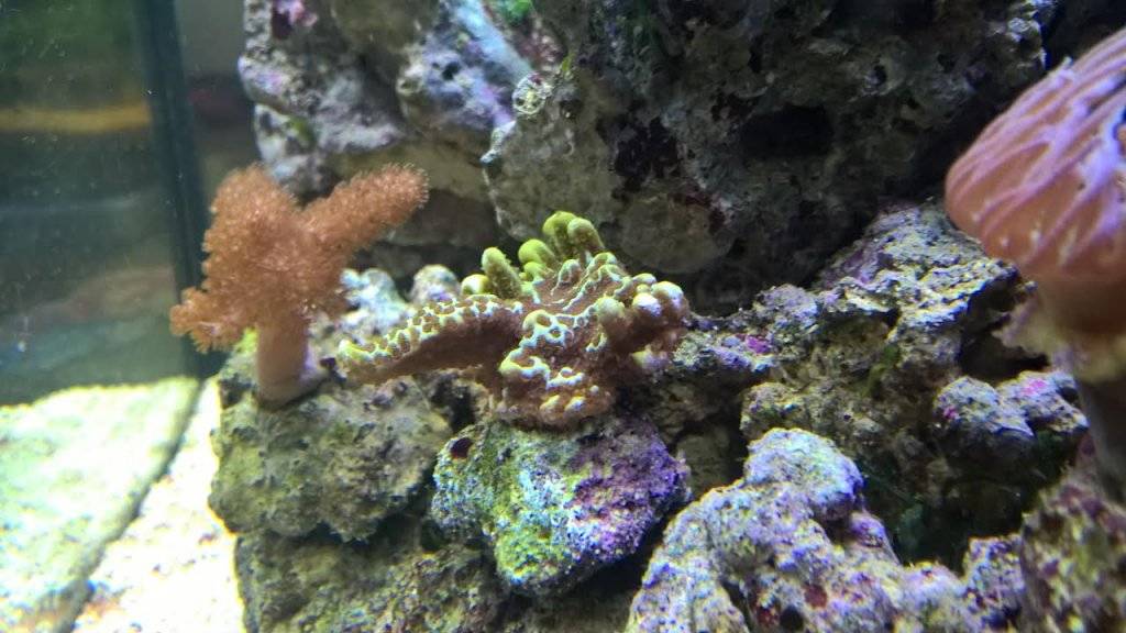 monitipoa 5 5 17.jpg