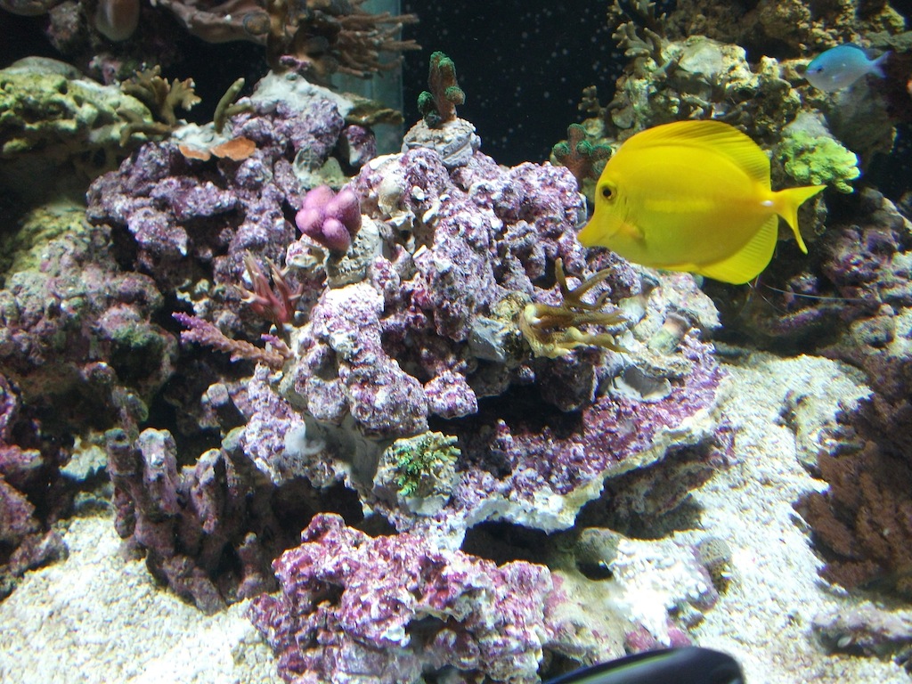 nieuwe stekjes-1.JPG