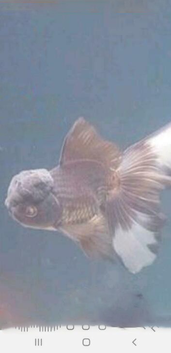 oranda zwart zomer.jpg