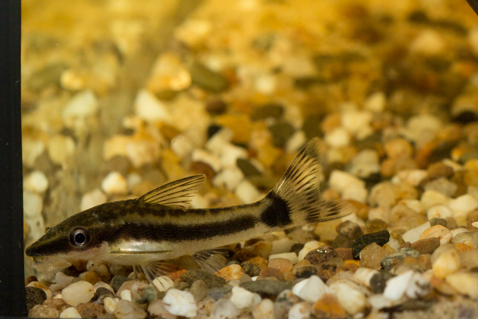 otocinclus-1.jpg