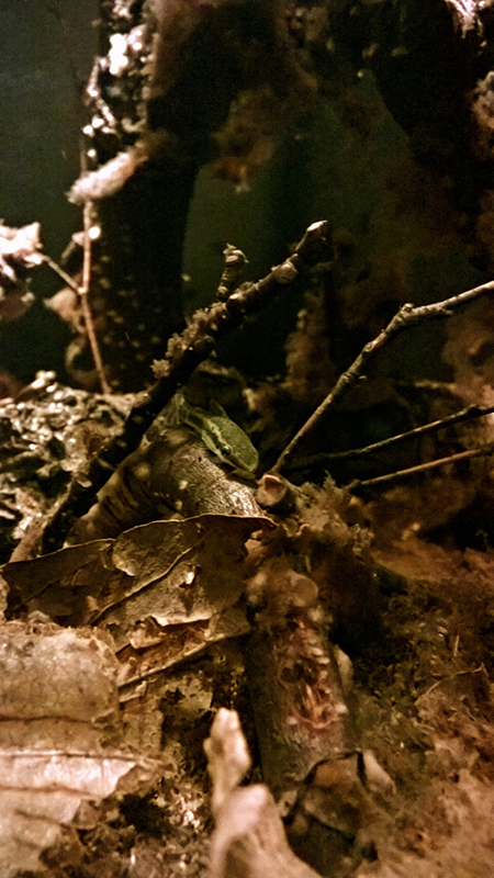 Otocinclus5-800px_zpsgzbksilp.jpg