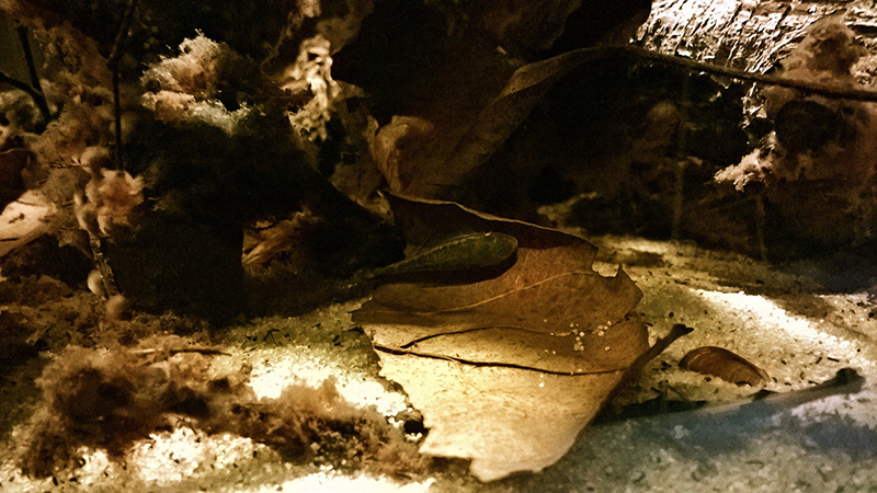 Otocinclus6-800px_zpsrsrbhluh.jpg