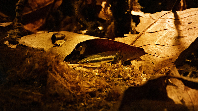 Otocinclus7-800px_zpsxpqcyfmo.jpg