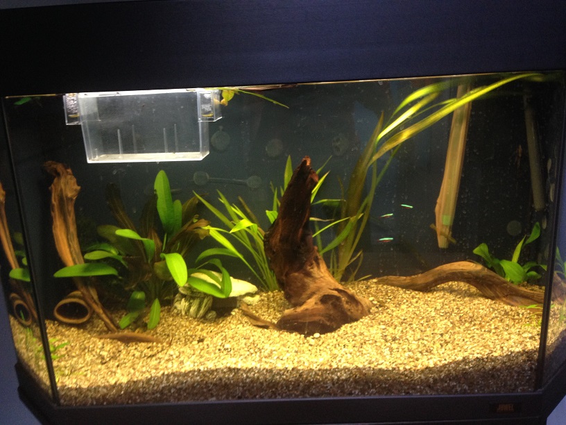 otocinclusimg_1186_2.jpg