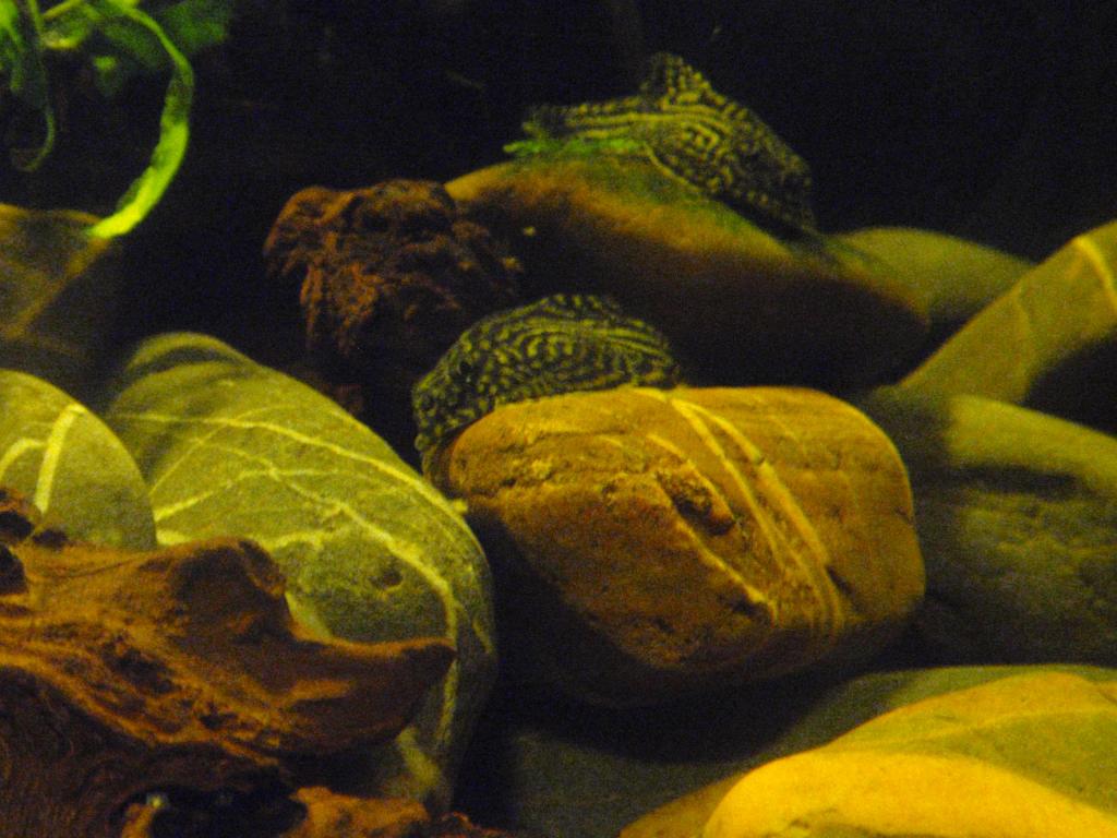 P1011120_zps44ef235e.jpg