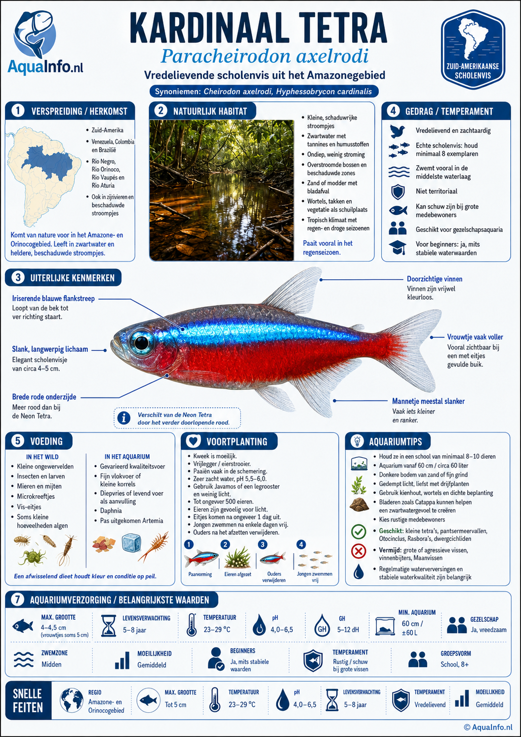 Paracheirodon axelrodi - Kardinaal Tetra - Infogrpahic.png