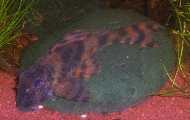 peckoltia.jpg