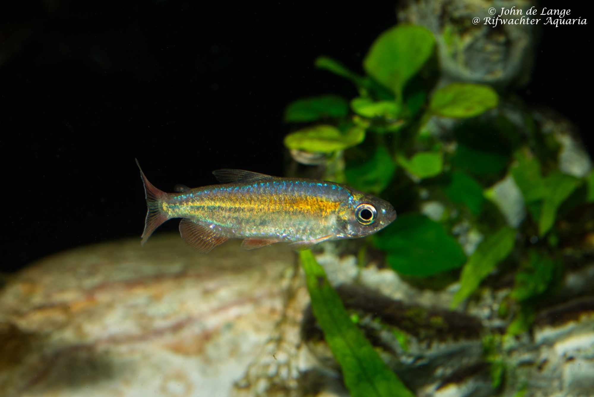 Phenacogrammus sp Fantastic 4904.jpg