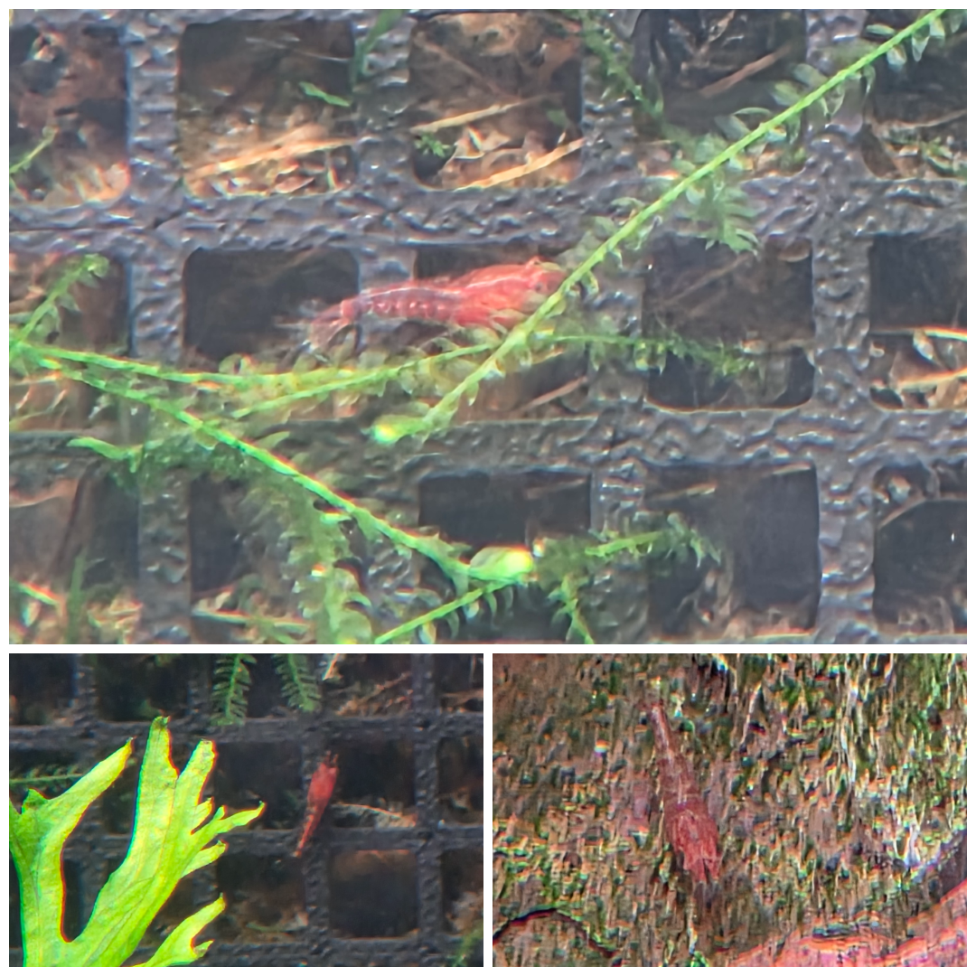 photo-collage.png (1).png