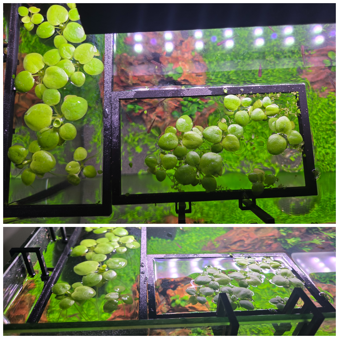 photo-collage.png (2).png