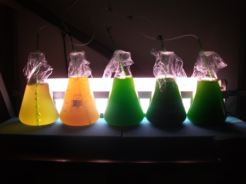 phytoplankton.jpg