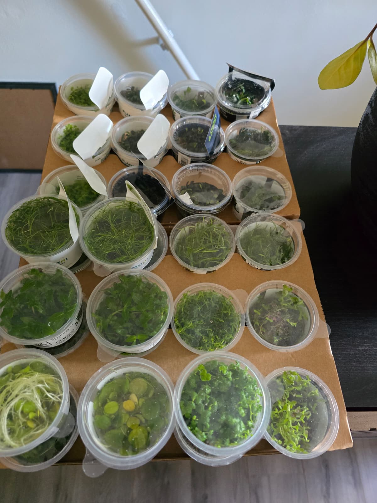 plantjes invitro.jpg