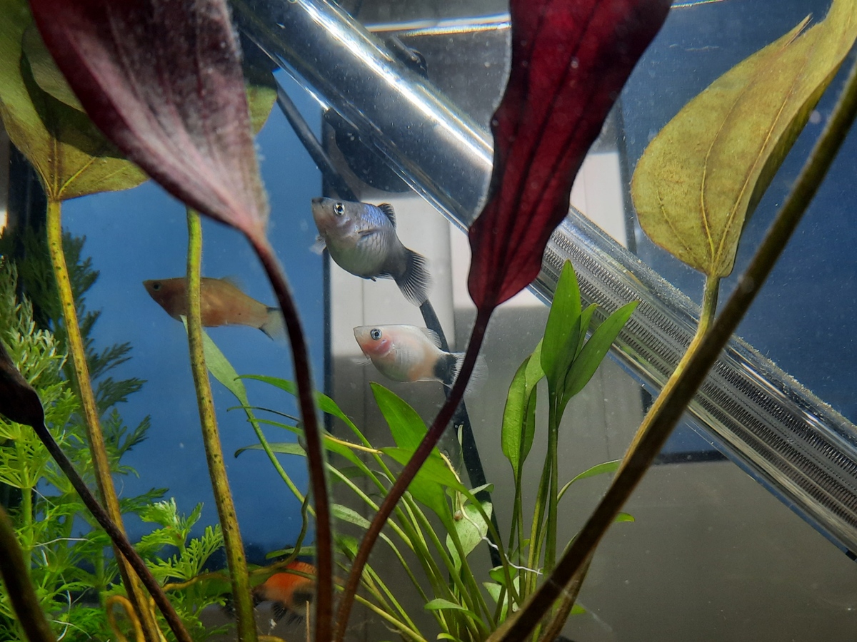 platy.jpg