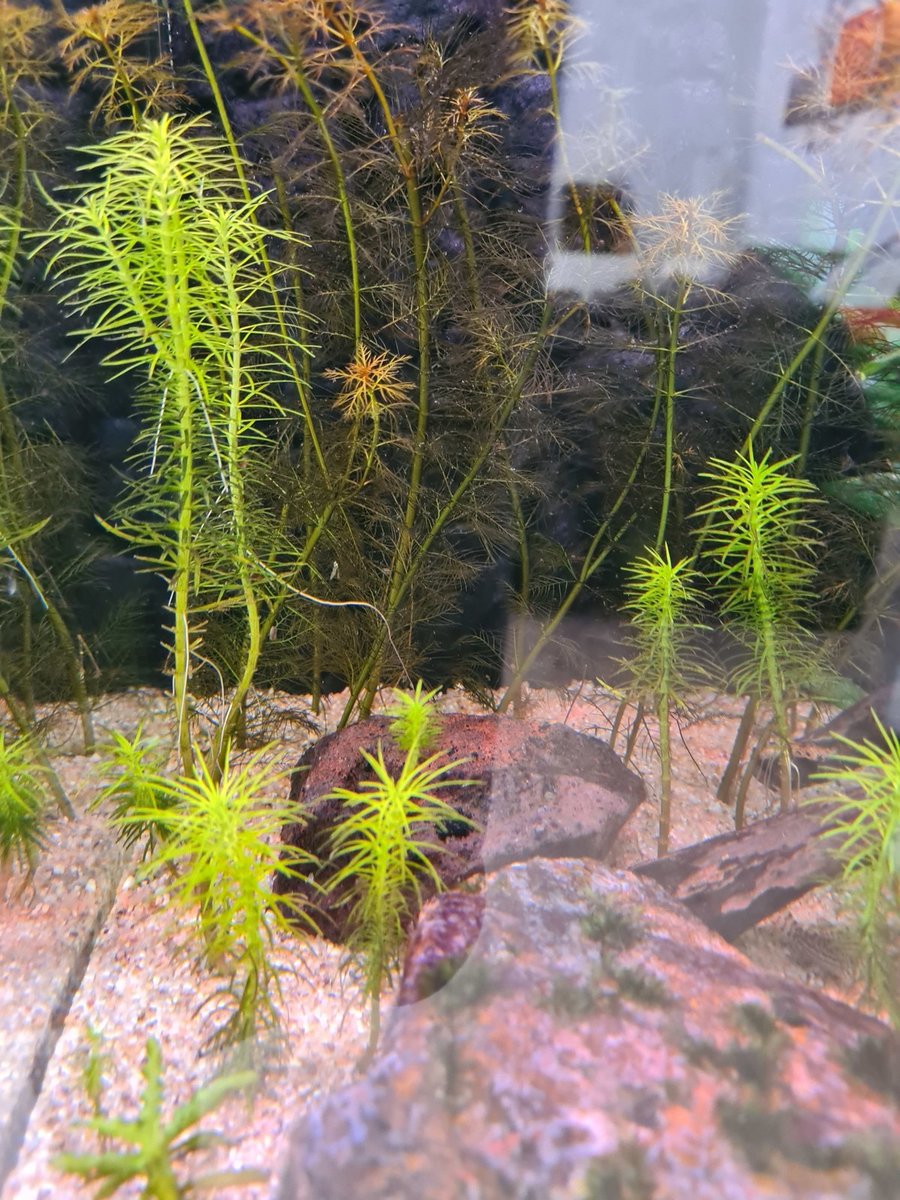 pogostemon erectus.jpg