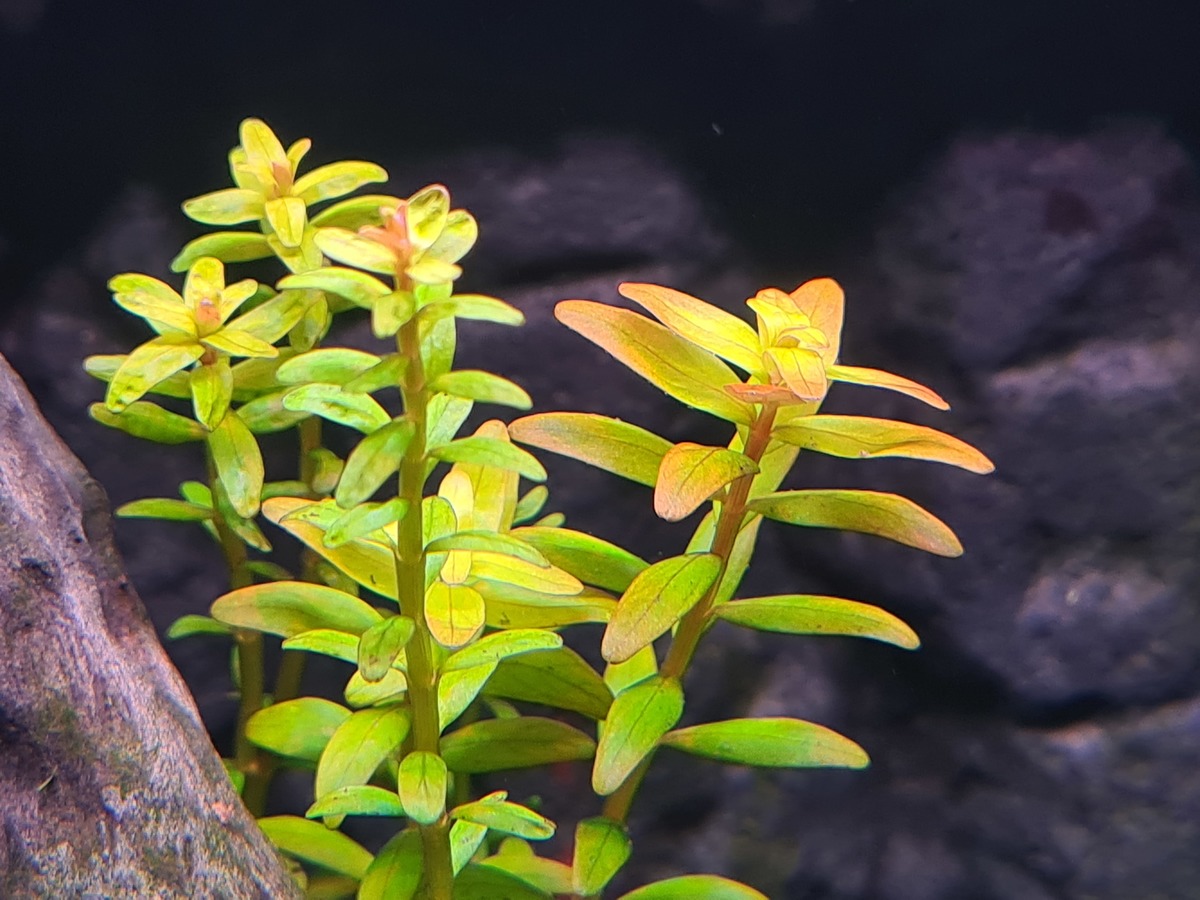 Rotala-na-lichtverhoging.jpg