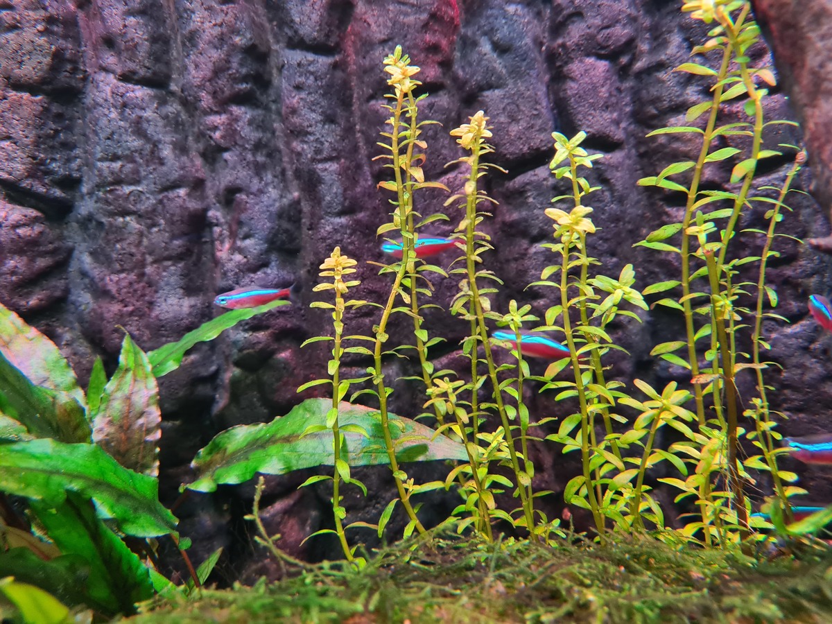 Rotala orange juice1.jpg