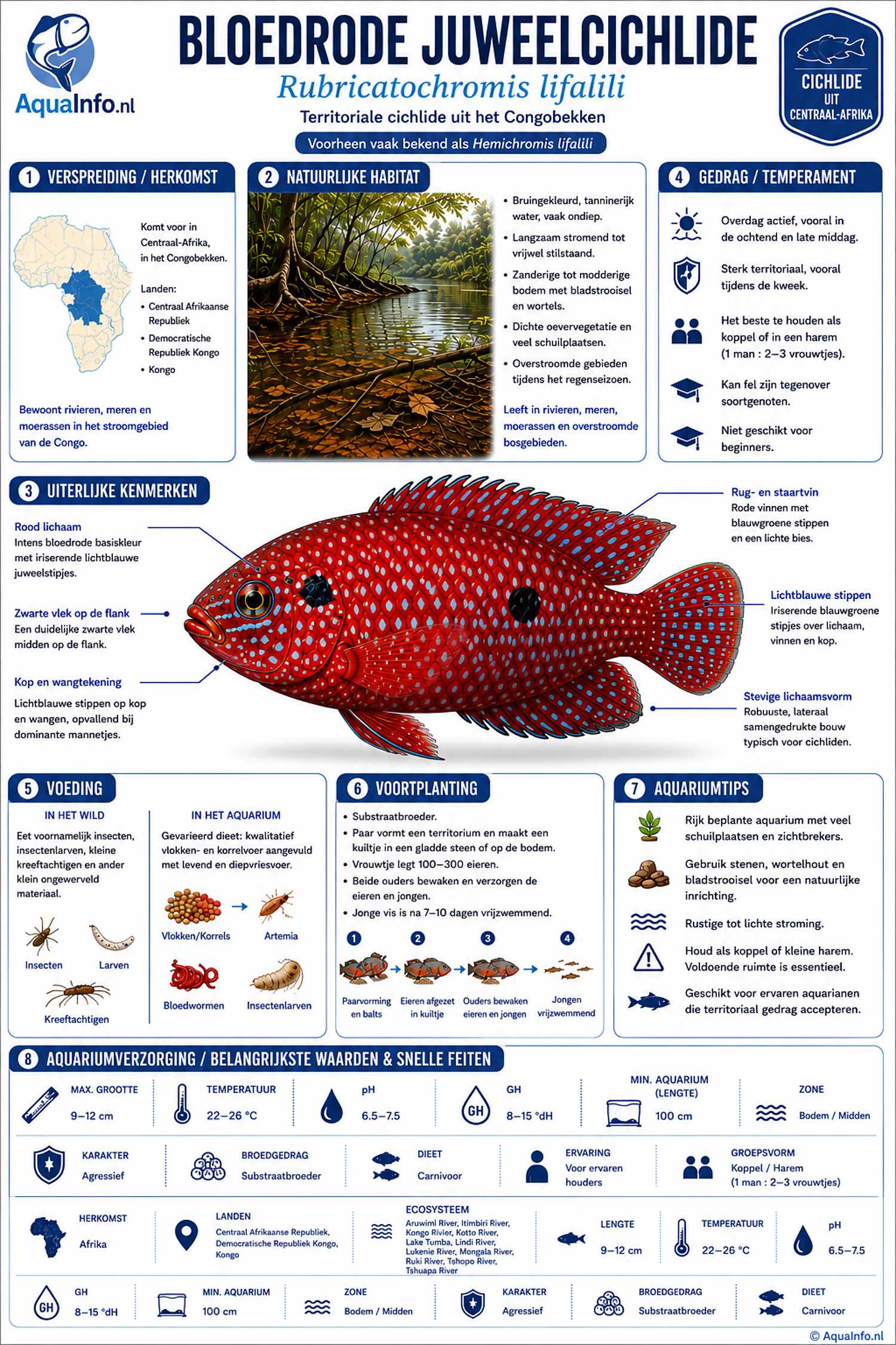 Rubricatochromis lifalili - Bloedrode Juweel Cichlide - Infographic.jpg