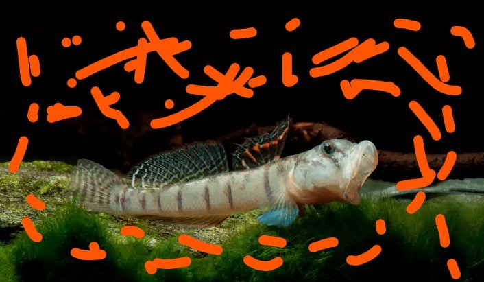 Schermafbeelding 2025-06-04 133755.jpg