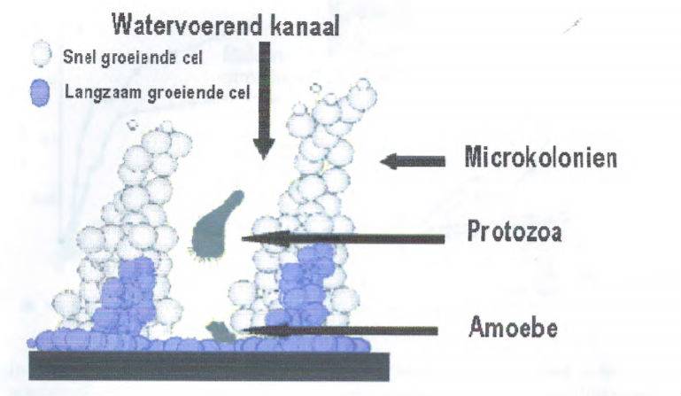 Schermafdruk 2017-06-17 07-01.jpg