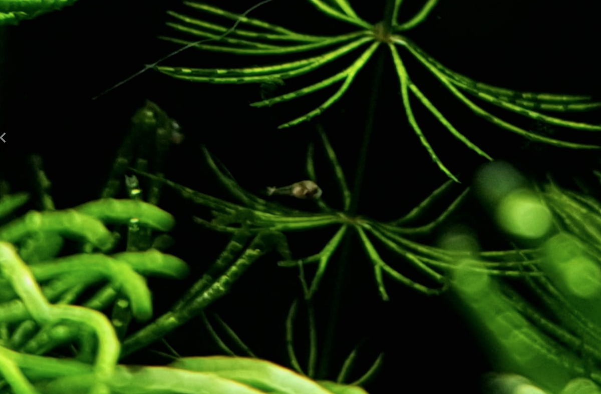 Screenshot 2021-04-18 at 11.42.53.png