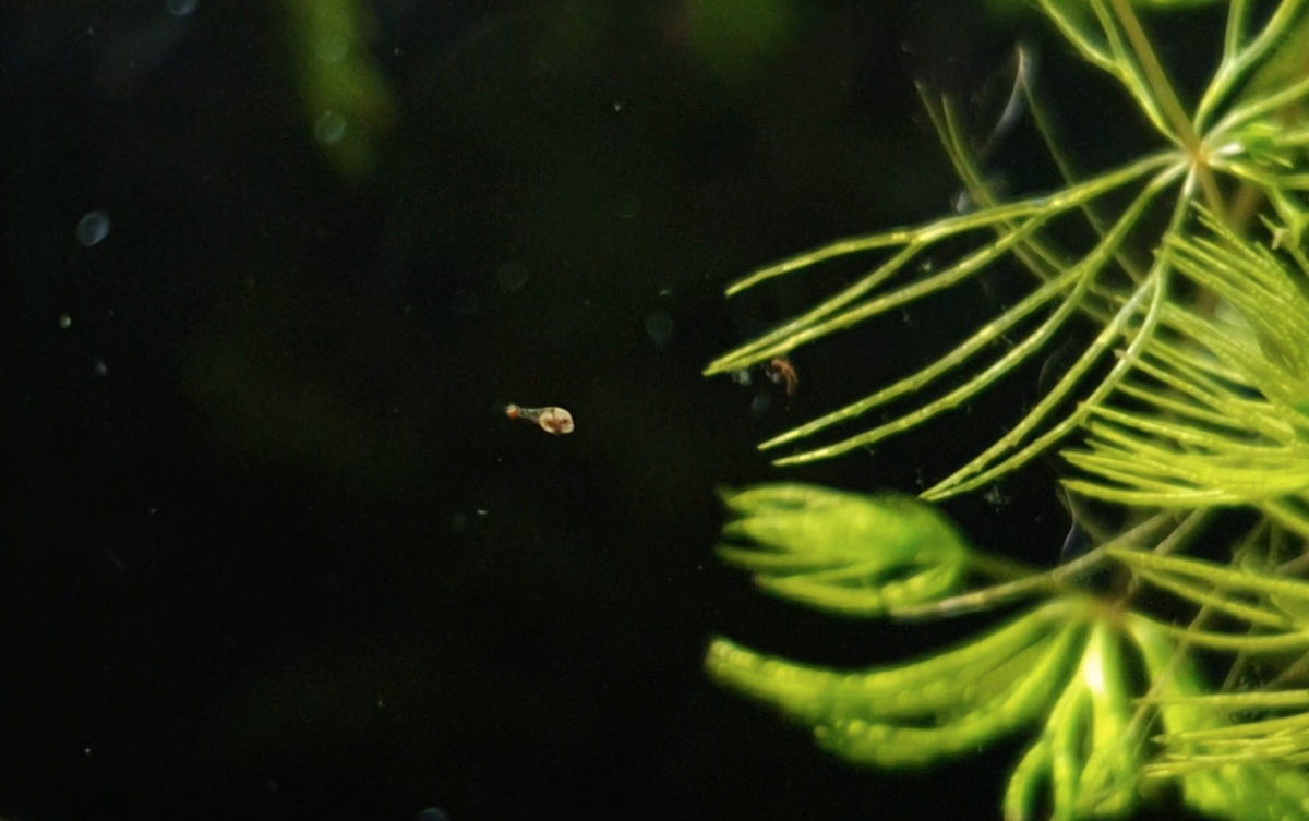 Screenshot 2021-04-24 at 09.10.57.png